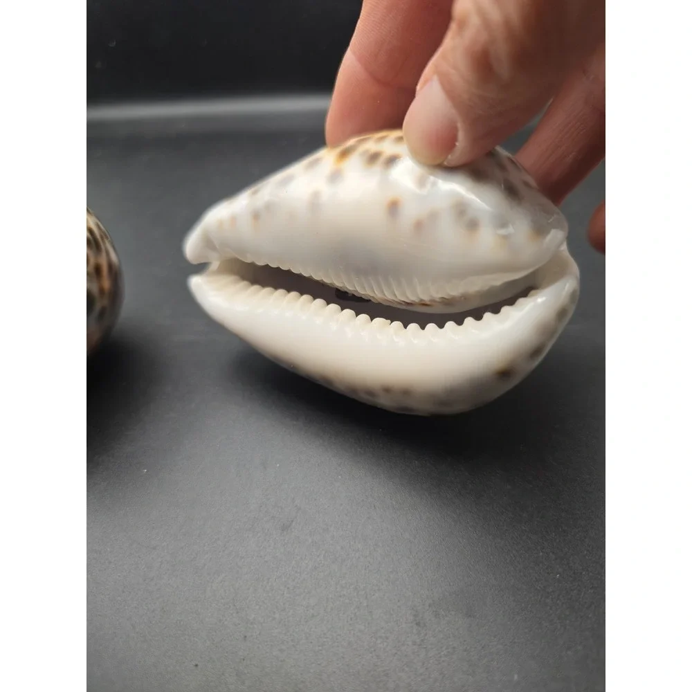 Tiger Cowrie Cypraea Tigris Leopard Pattern Seashell 3 & 3.5 Inches Shells